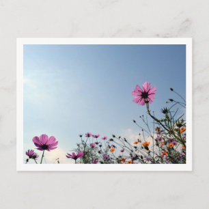 Cosmos Flowers: Japan Postcard