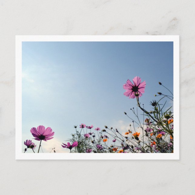 Cosmos Flowers: Japan  Postcard (Front)