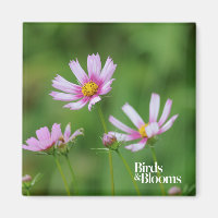 Cosmos Flowers