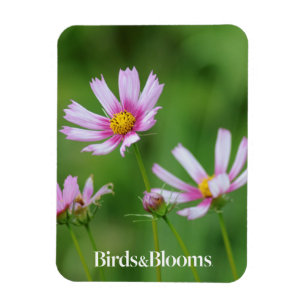 Cosmos Flowers Magnet