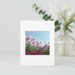 Cosmos Flowers of Japan Postcard