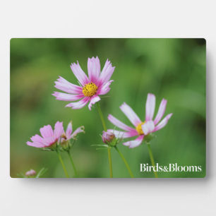 Cosmos Flowers Plaque