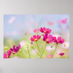 Cosmos flowers poster