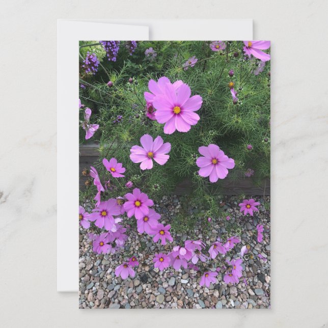 Cosmos flowers with pebbles On a Holiday Card (Front)