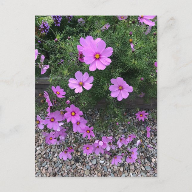 Cosmos flowers with pebbles On a Holiday Postcard (Front)