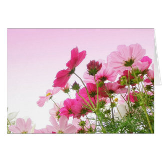 Cosmos in Pink