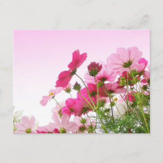 Cosmos in Pink Postcard