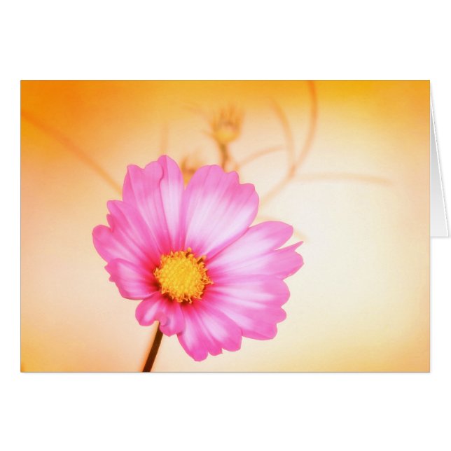 Cosmos Pastel - Sangria (Front Horizontal)