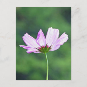 Cosmos Postcard