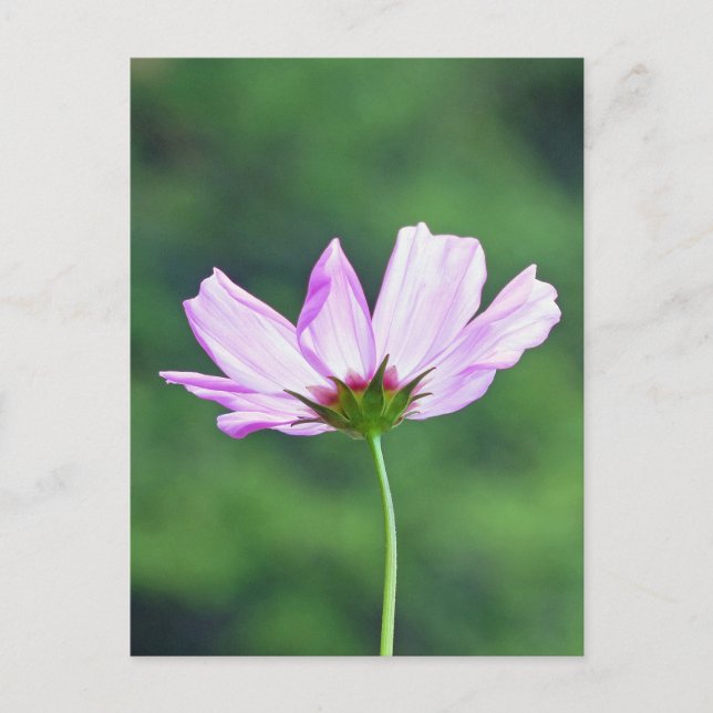 Cosmos Postcard (Front)