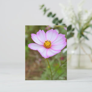 Cosmos Postcard