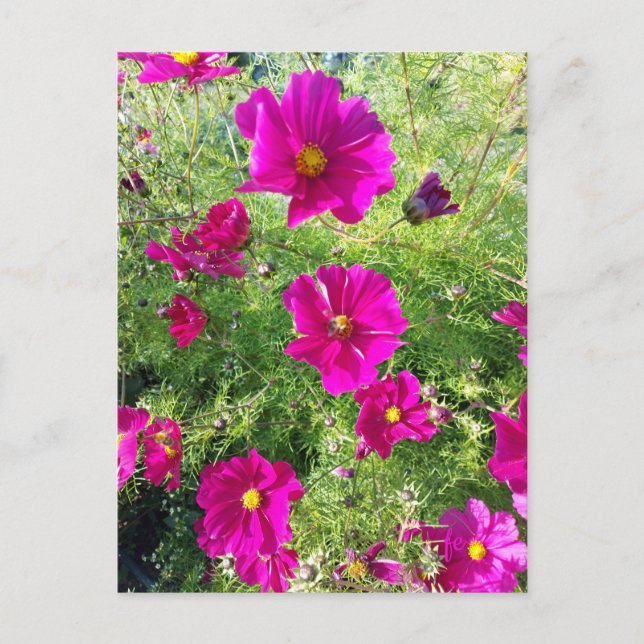 cosmos postcard (Front)