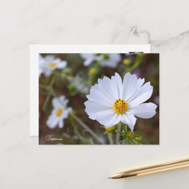 Cosmos Postcard (Front/Back In Situ)