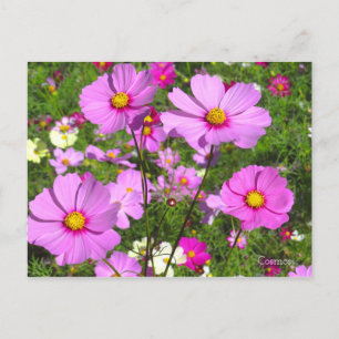 Cosmos [Postcard] Postcard