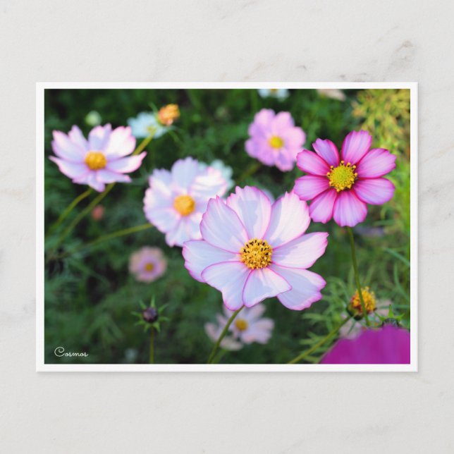 Cosmos [Postcard] Postcard (Front)