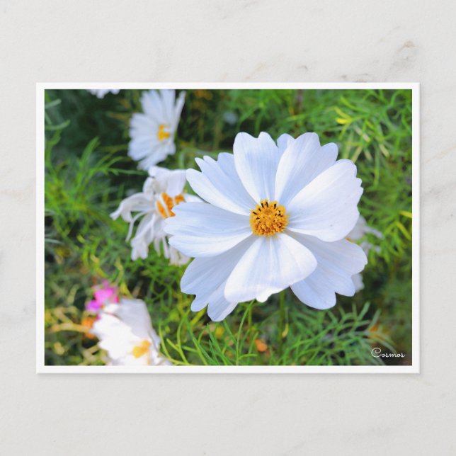 Cosmos [Postcard] Postcard (Front)