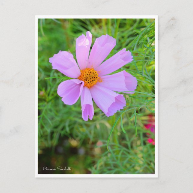 Cosmos [Postcard] Postcard (Front)