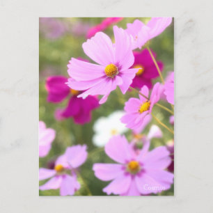 Cosmos［Postcard］ Postcard