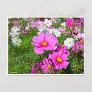 Cosmos [Postcard] Postcard