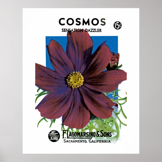 Cosmos Poster (Front)