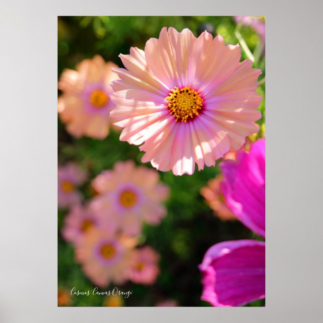 Cosmos [Poster] Poster (Front)