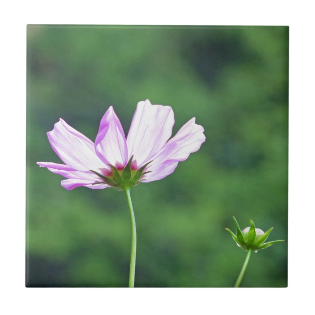 Cosmos Tile (Front)