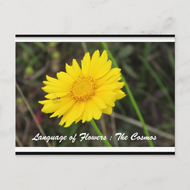 Cosmos with Bee Postcard (Front)