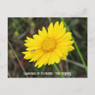 Cosmos with Bee Postcard