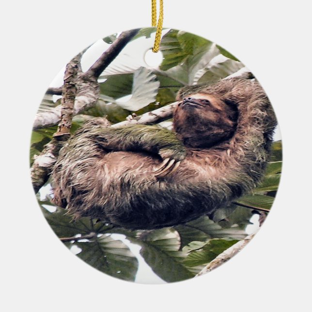 Cosra Rican sloth Ceramic Ornament (Front)
