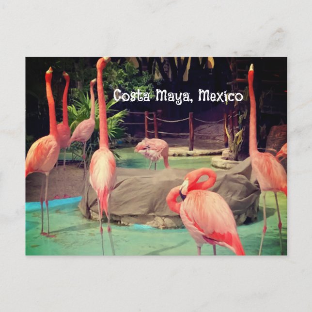 Costa Maya Mexico Postcard (Front)