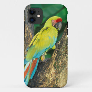 Costa Rica, Ara Ambigua, Great Green Macaw. iPhone 11 Case