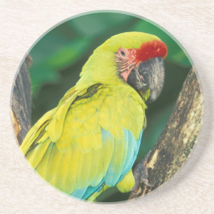 Costa Rica, Ara Ambigua, Great Green Macaw. Coaster
