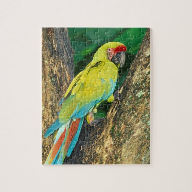 Costa Rica, Ara Ambigua, Great Green Macaw. Jigsaw Puzzle (Vertical)