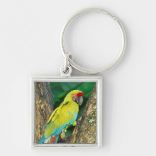 Costa Rica, Ara Ambigua, Great Green Macaw. Key Ring