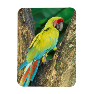 Costa Rica, Ara Ambigua, Great Green Macaw. Magnet