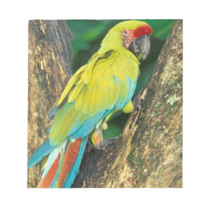 Costa Rica, Ara Ambigua, Great Green Macaw. Notepad