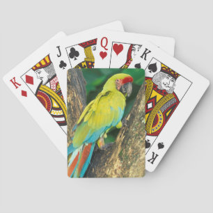 Costa Rica, Ara Ambigua, Great Green Macaw. Playing Cards