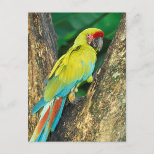Costa Rica, Ara Ambigua, Great Green Macaw. Postcard