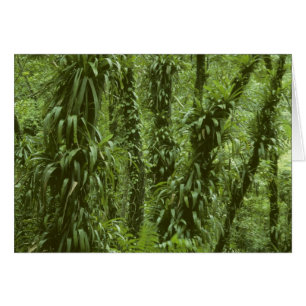 Costa Rica, Arenal National Park, rainforest