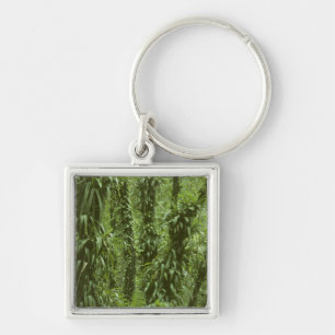 Costa Rica, Arenal National Park, rainforest Key Ring