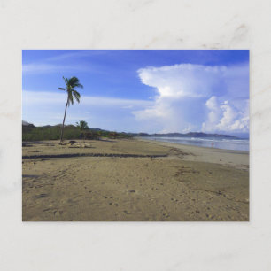Costa Rica Beach with Palm Tree Photo Postcard