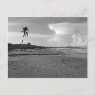 Costa Rica Beach with Palm Tree Photo  Postcard