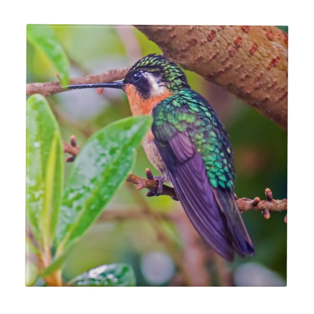 Costa Rica bird - Fiery-throated Hummingbird Ceramic Tile (Front)