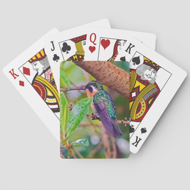 Costa Rica bird - Fiery-throated Hummingbird Playing Cards (Back)