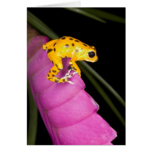 Costa Rica. Close-up of poison dart frog