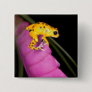 Costa Rica. Close-up of poison dart frog 15 Cm Square Badge