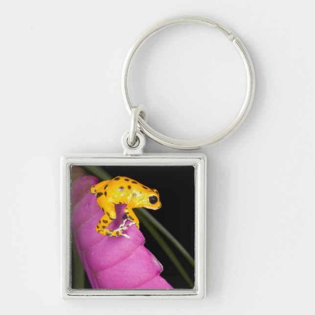 Costa Rica. Close-up of poison dart frog Key Ring (Front)