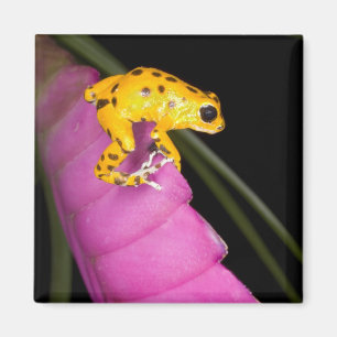 Costa Rica. Close-up of poison dart frog Magnet