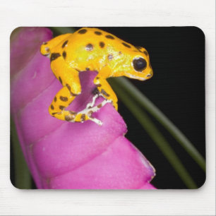Costa Rica. Close-up of poison dart frog Mouse Pad