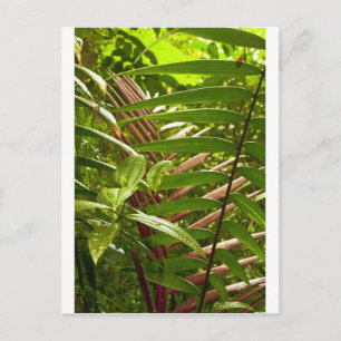 Costa Rica Colour Patterns Postcard